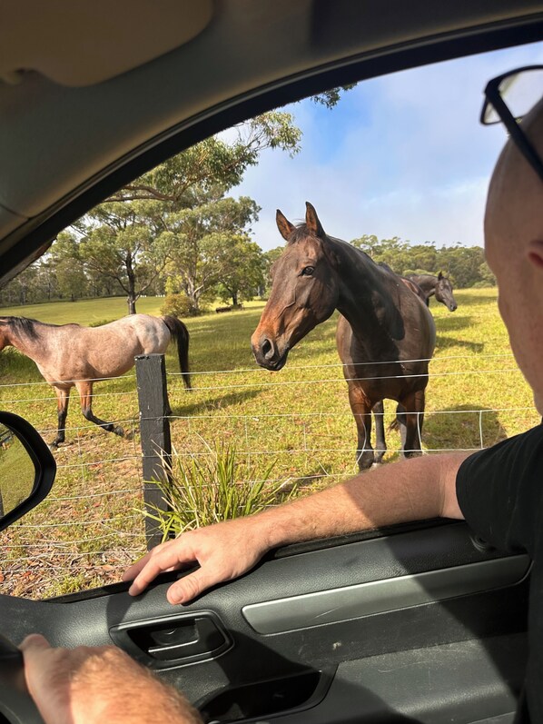 Una persona dentro de un vehículo observando caballos afuera.