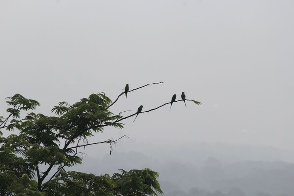 Des oiseaux étaient perchés sur une branche d’arbre.