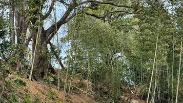 A natural landscape with a large tree, rocky terrain, and bamboo scaffolding.