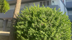 Un immeuble à plusieurs étages, doté de balcons, avec un arbre au premier plan.