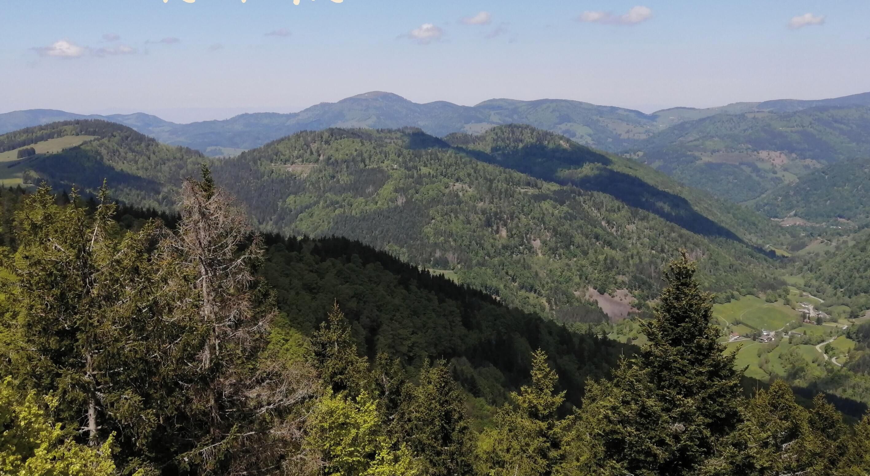 Eine gebirgige Landschaft mit dichten Wäldern und sanften Hügeln.