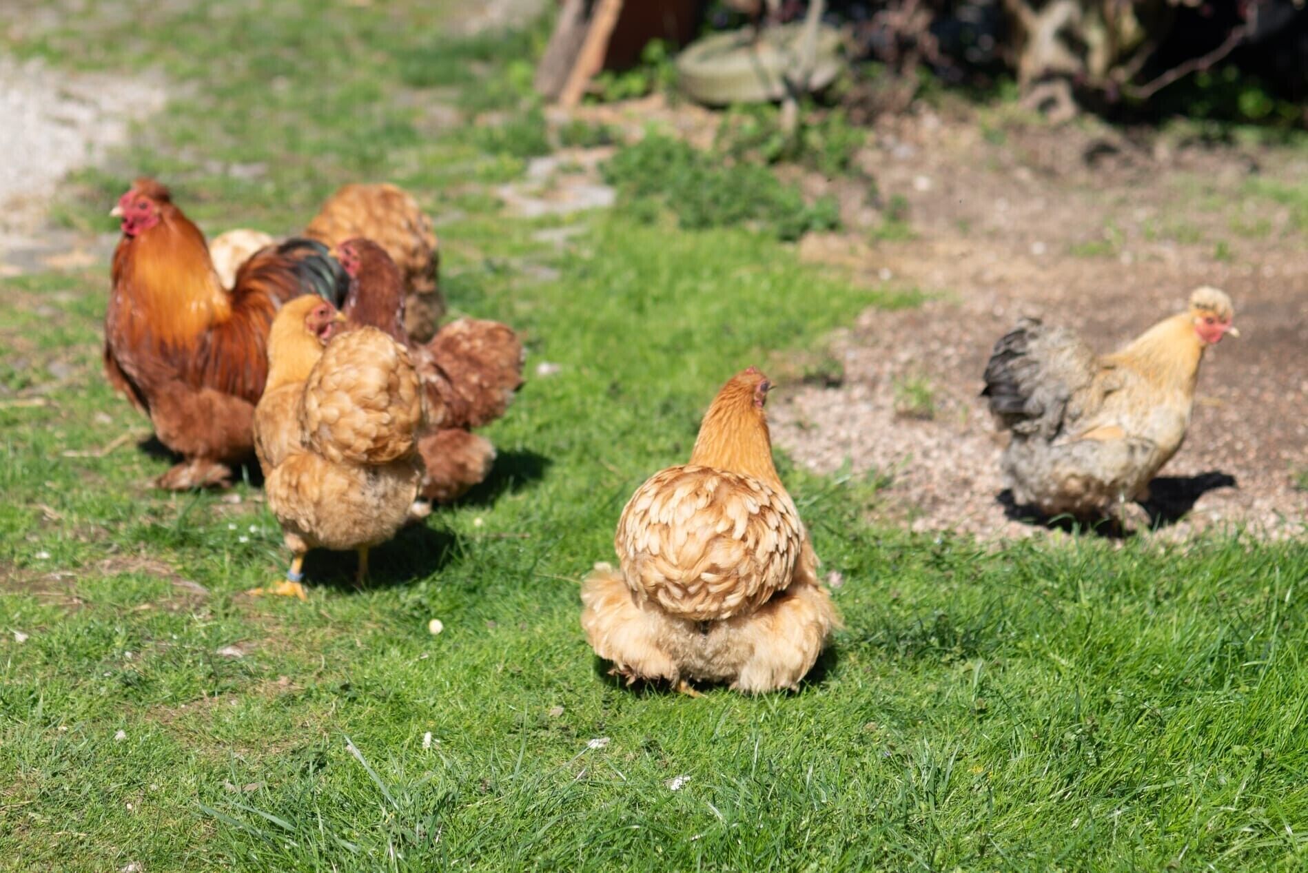 Eine Gruppe Hühner auf einer Wiese.