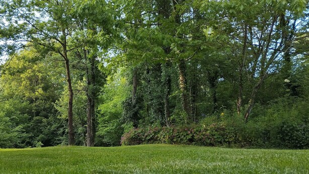 Üppige grüne Landschaft mit einer Rasenfläche und dichtem Baumbestand.