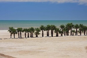 Une plage bordée d’une rangée de palmiers, offrant une vue dégagée sur l’océan.