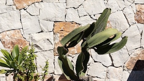 Deux pots en terre cuite contenant des plantes, placés contre un mur de pierre.