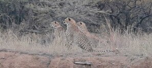Unclassified image, 4 of 105, button - The Leadwood Safari Camp (Hammanskraal)