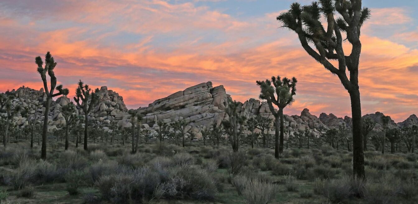 Un paysage désertique parsemé de yuccas et de formations rocheuses.