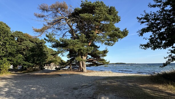 A beach with a large tree, clear sky, and calm sea.