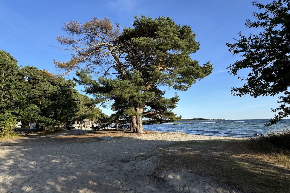 Ein Strand mit einem großen Baum, blauem Himmel und ruhigem Meer.