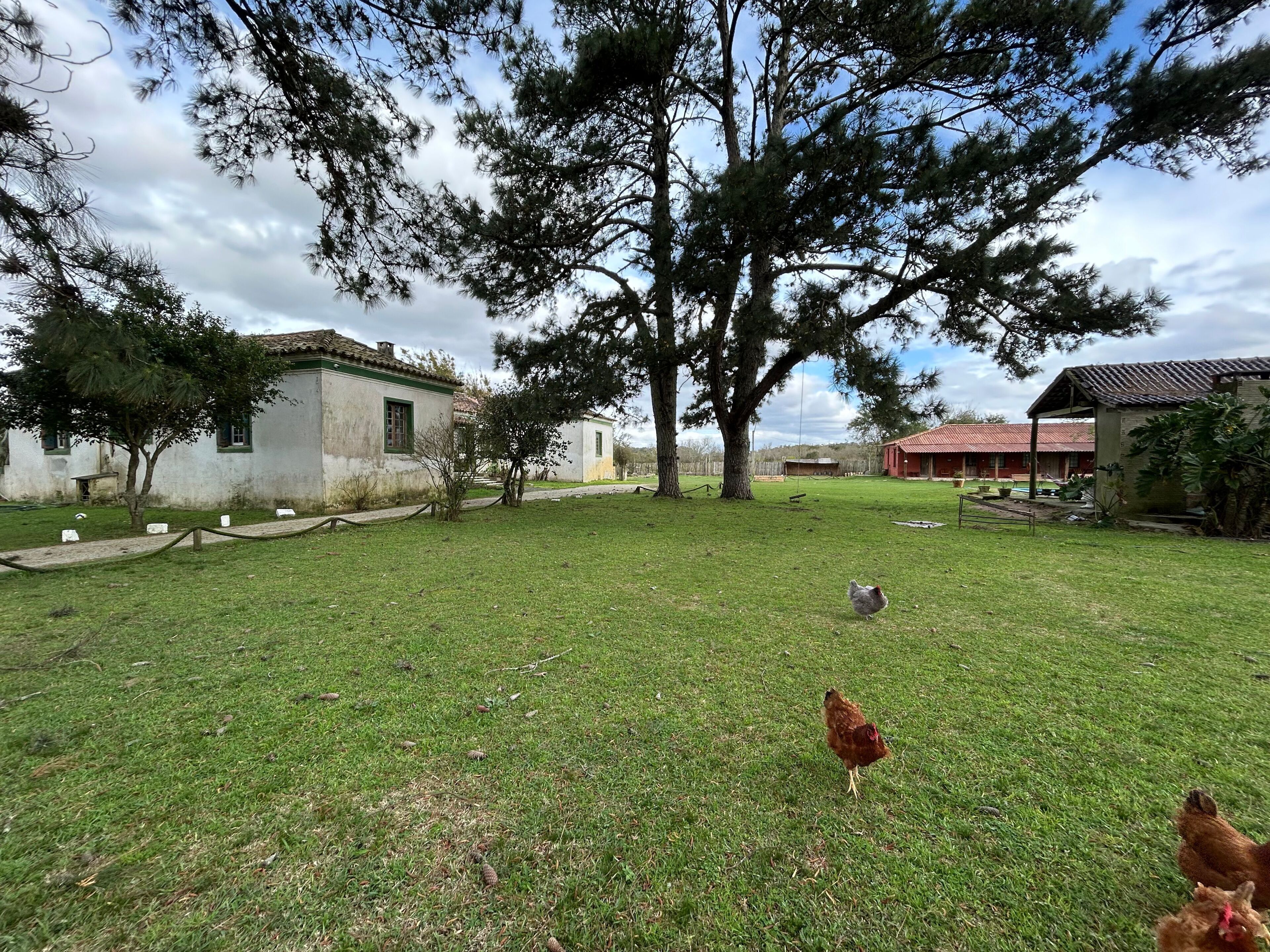 A grassy area with a few chickens, trees, and buildings.