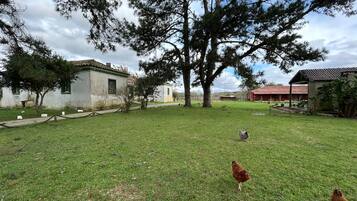 A grassy area with a few chickens, trees, and buildings.