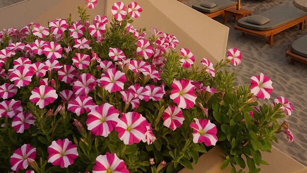 Un área de descanso frente a la playa con sombrillas de paja, sillas de salón y un jardín con flores rosadas y blancas.