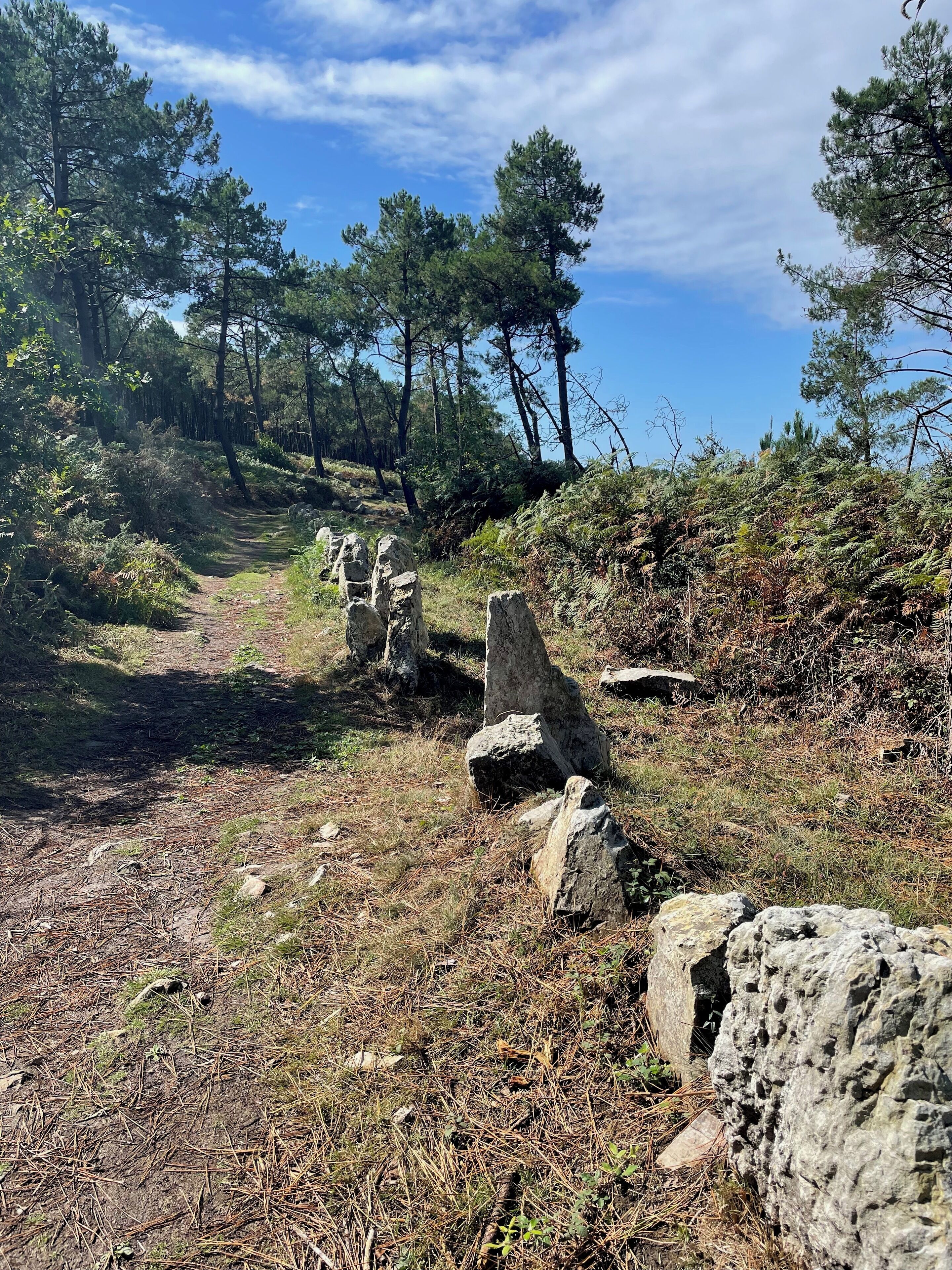 A forested hiking trail with large boulders and pine trees.