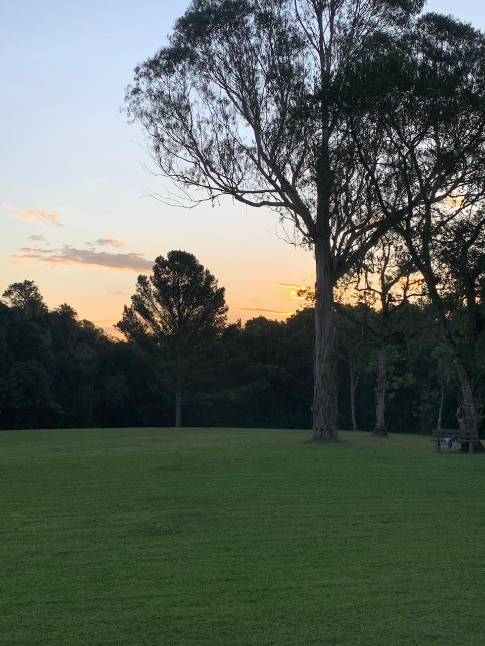 Un campo cubierto de hierba con un árbol grande y un banco a lo lejos.