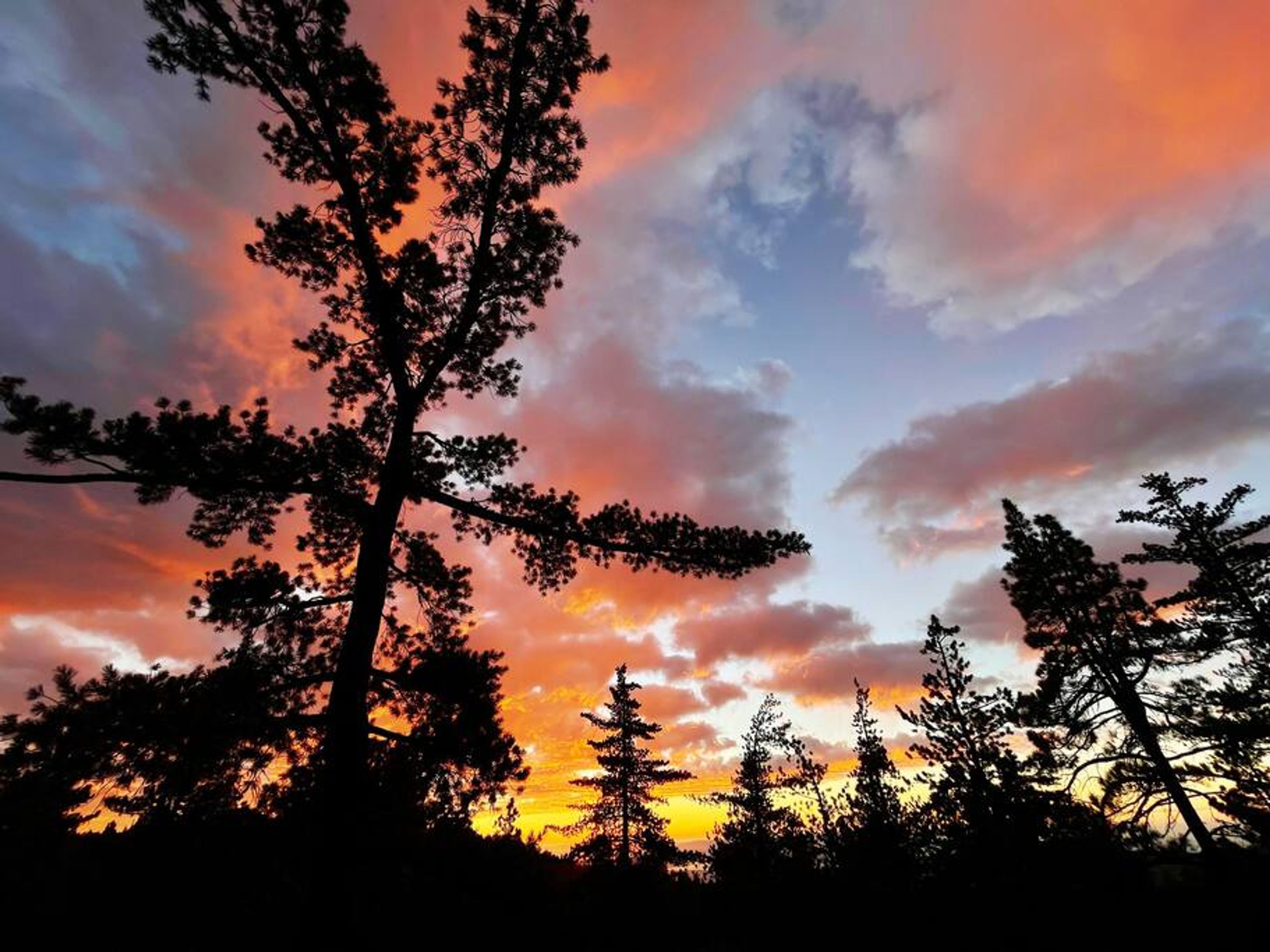 Un bosque con árboles altos silueteados contra un cielo de atardecer colorido.