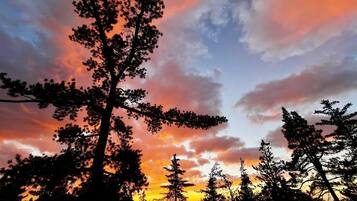 Un bosque con árboles altos silueteados contra un cielo de atardecer colorido.