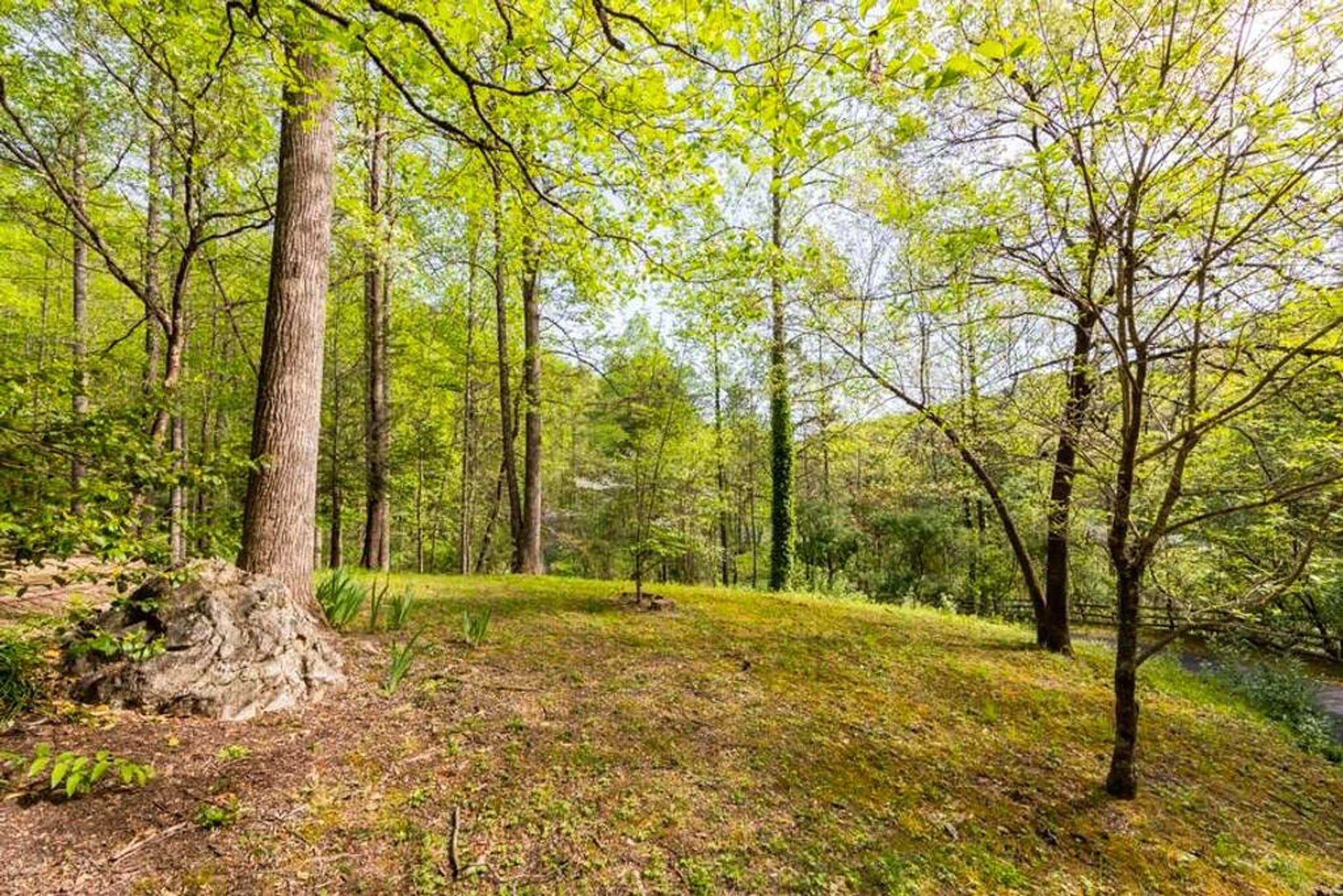 A forested area with a variety of trees and a grassy clearing.