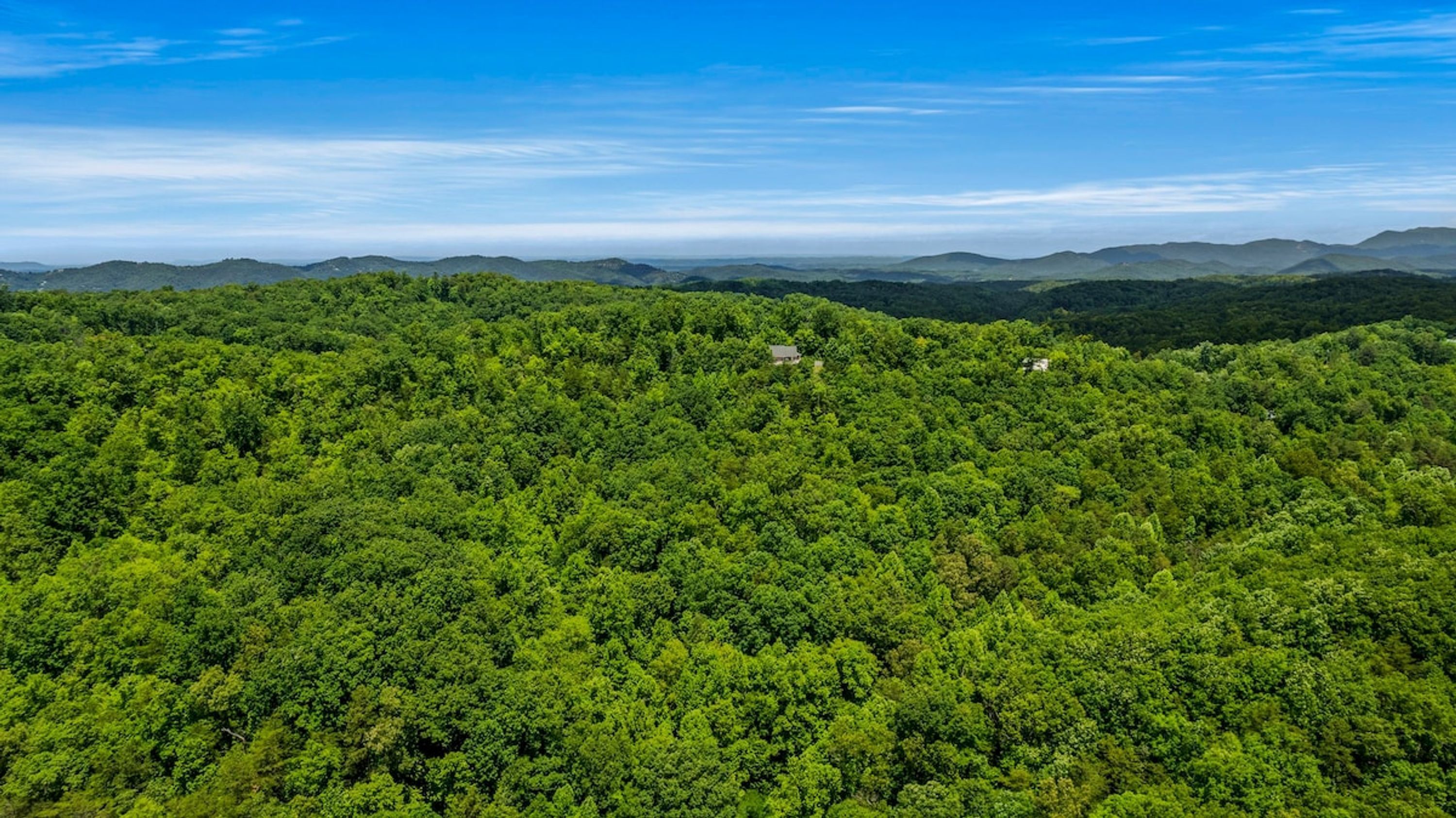Un bosque denso con cielo despejado y montañas distantes.
