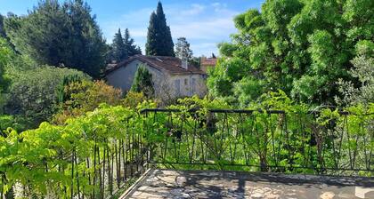 White wolves in Provence