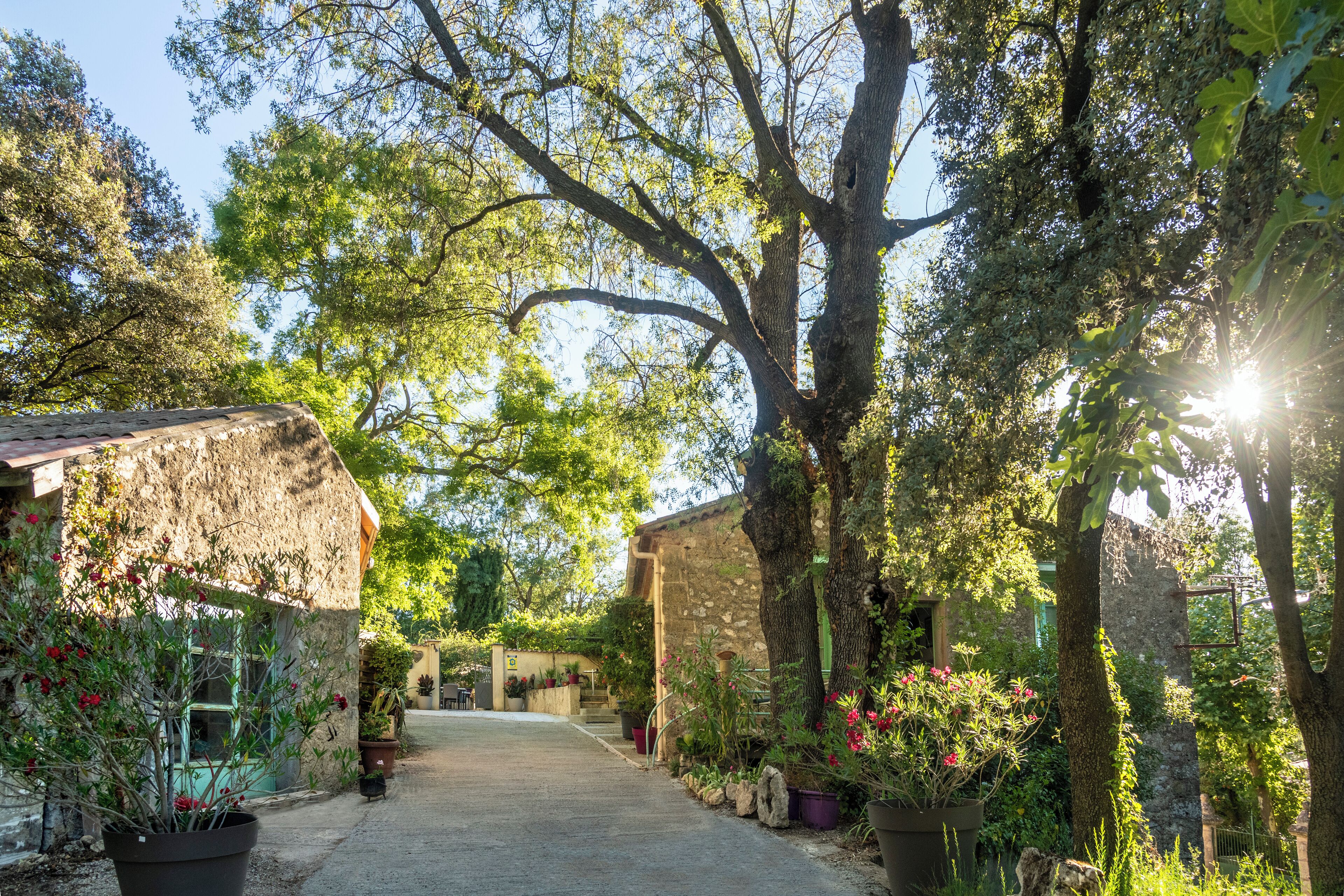 Une ruelle étroite bordée d’immeubles en pierre, agrémentée de plantes en pot et dotée d’une atmosphère rustique.