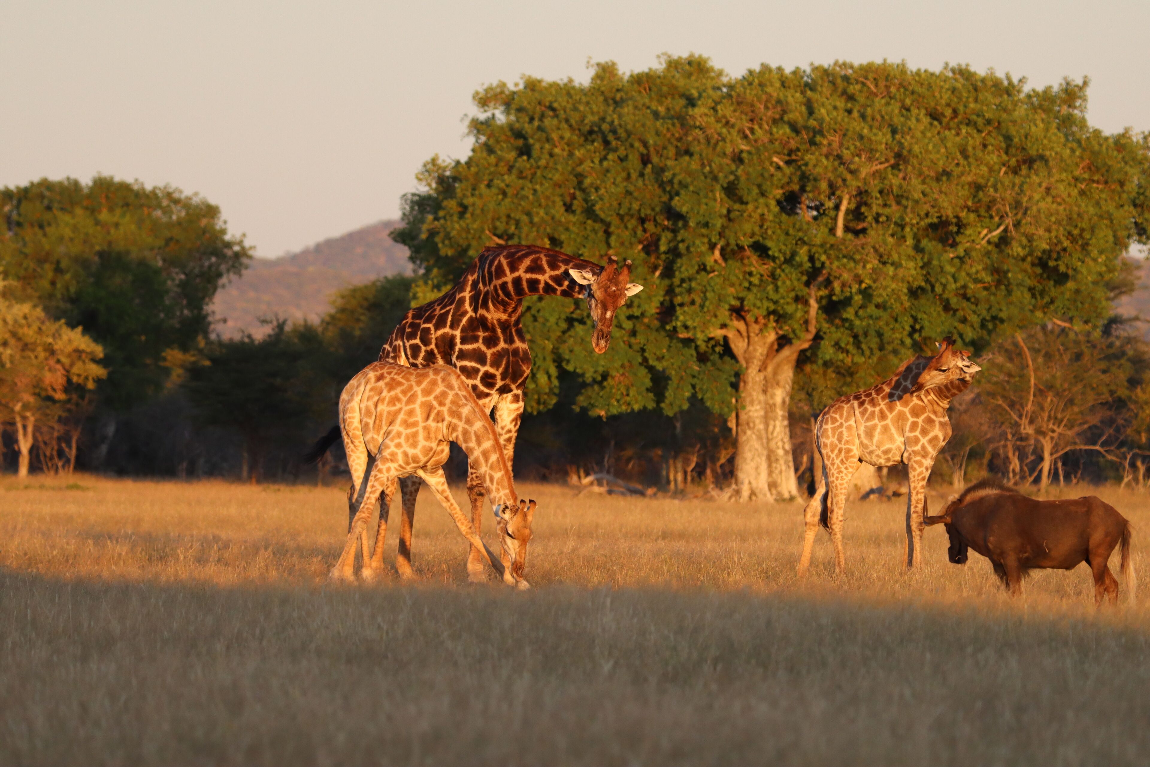 A group of giraffes and a buffalo in a grassy field with trees in the background.