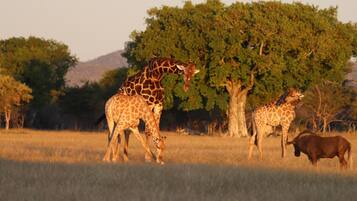 A group of giraffes and a buffalo in a grassy field with trees in the background.