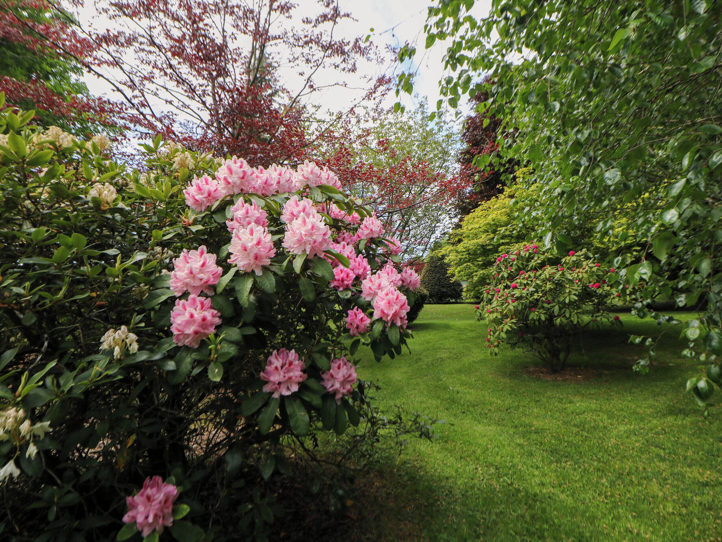 A garden with pink flowers and green grass.