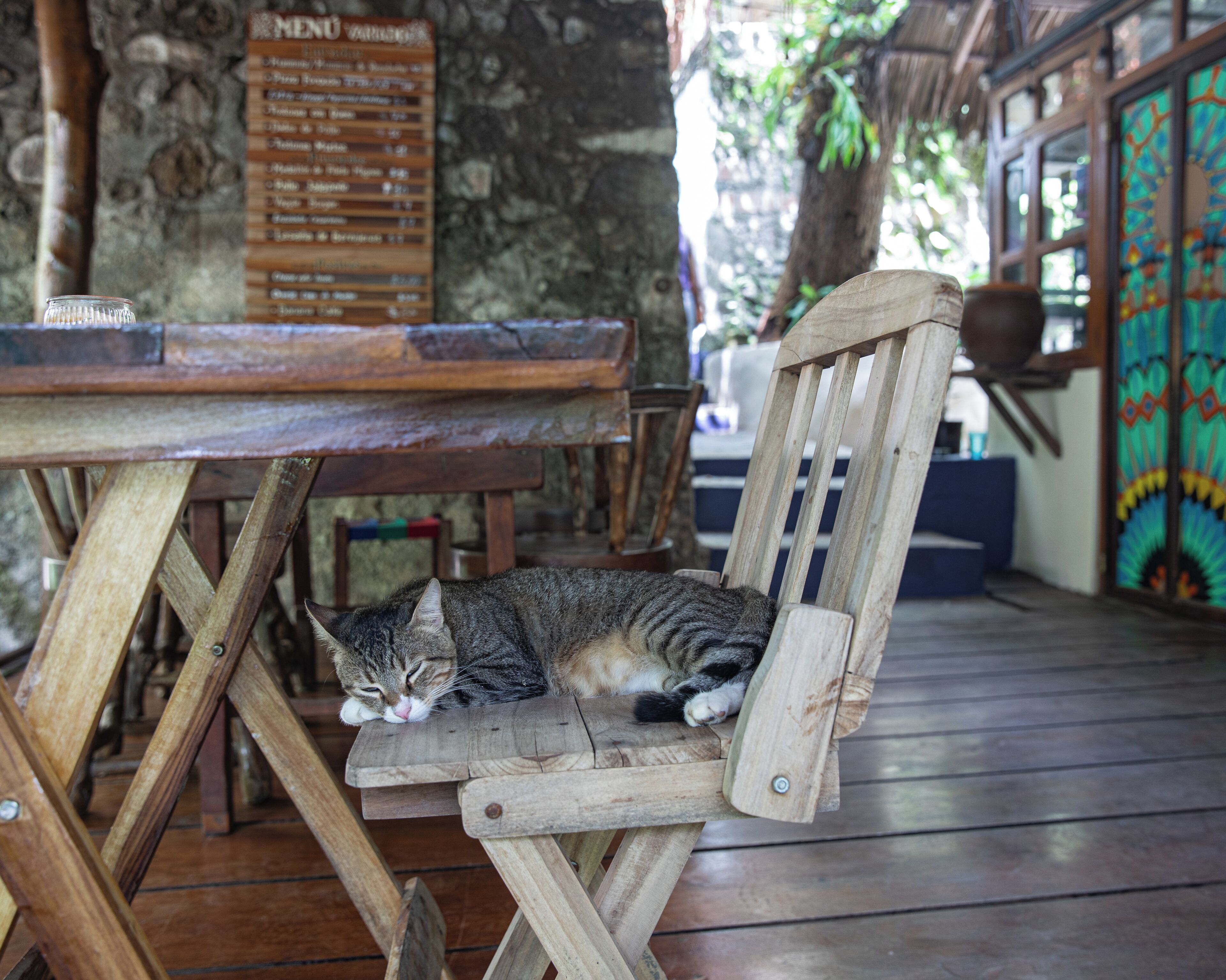 Une chaise en bois sur laquelle est allongé un chat, une table en bois et, au fond, un panneau affichant le menu.