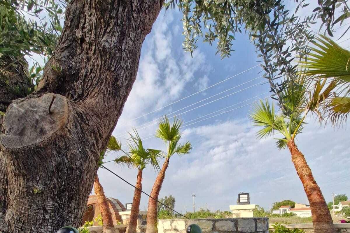 Two frog statues in a garden with a tree and palm trees in the background.