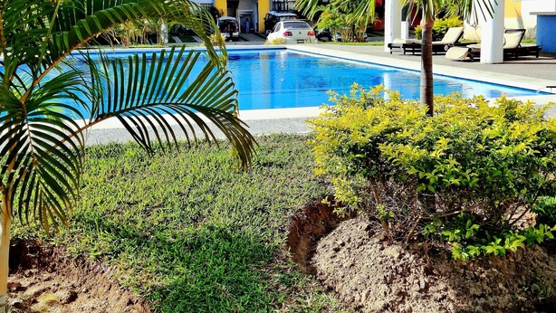 Ein Poolbereich mit einem klaren, blauen Pool, umgeben von viel Grün und Palmen. Im Hintergrund sind bunte Gebäude zu sehen.