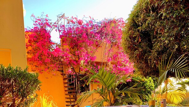 A swimming pool with a clear reflection of pink flowers and green foliage. - 7-min Walk to Beach, King Bed, Jacuzzi Costa Caribe Studio (Noord)