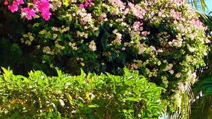 A table with a pitcher and glasses of a beverage, set against a backdrop of lush greenery and flowering plants. - 7-min Walk to Beach, King Bed, Jacuzzi Costa Caribe Studio (Noord)