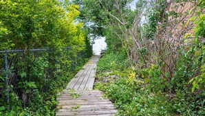 A wooden pathway surrounded by dense greenery and a chain-link fence.