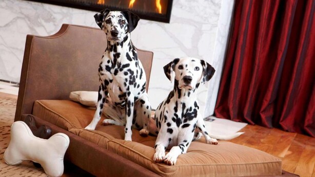 Twee dalmatiërhonden zitten op een bruine bank met een kussen in de vorm van een bot in een kamer met een open haard en een rood gordijn.