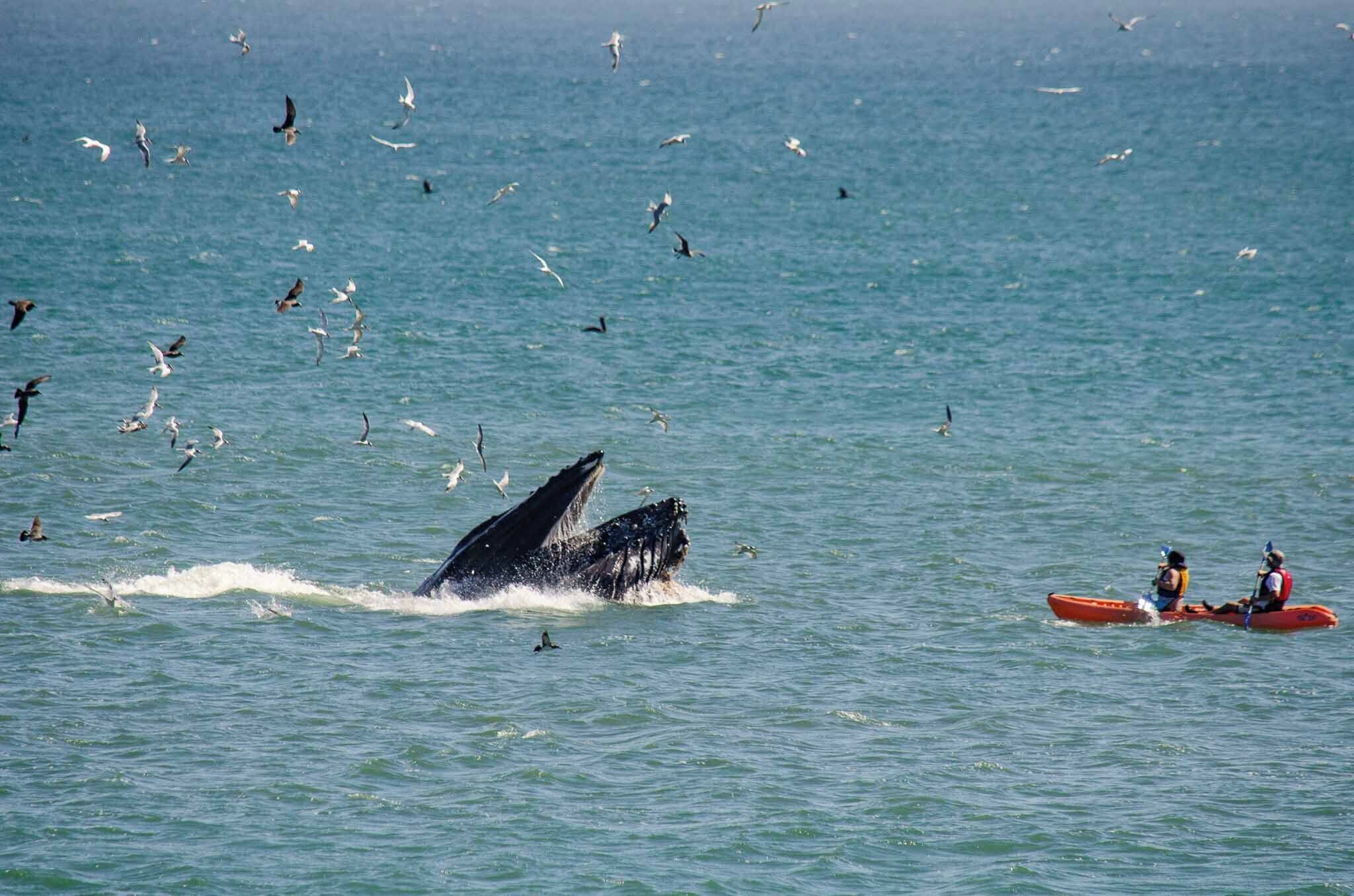 A whale breaching the ocean surface with kayakers in the background.