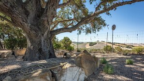 Un arbre doté d’un tronc et de branches imposants, entouré de rochers et de gravier.