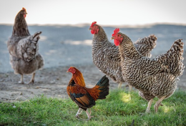 A group of chickens on a grassy field.