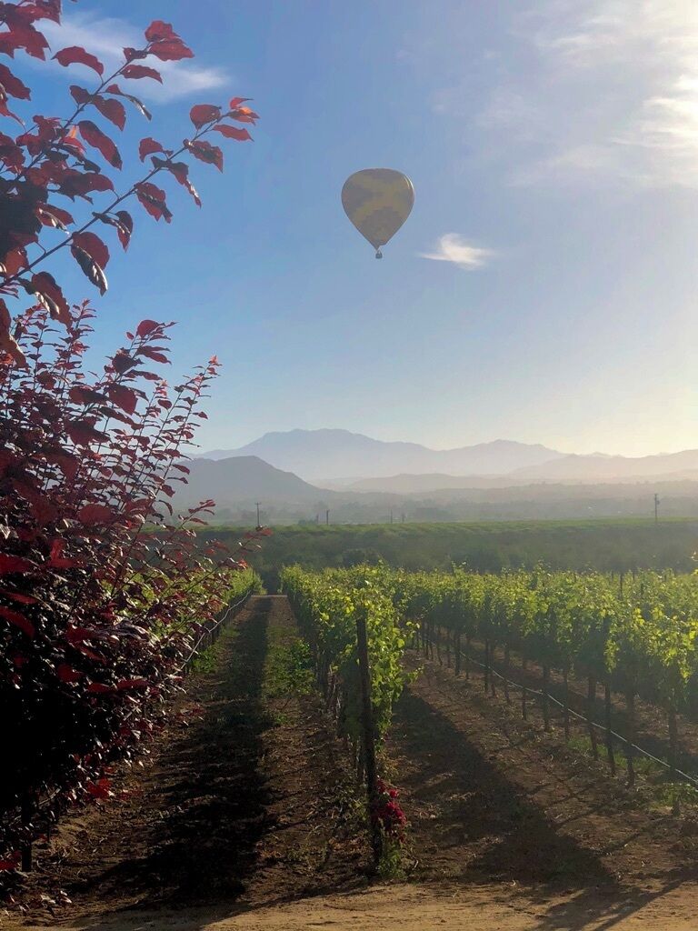 Viñedo con hileras de vides y un globo aerostático en el cielo.