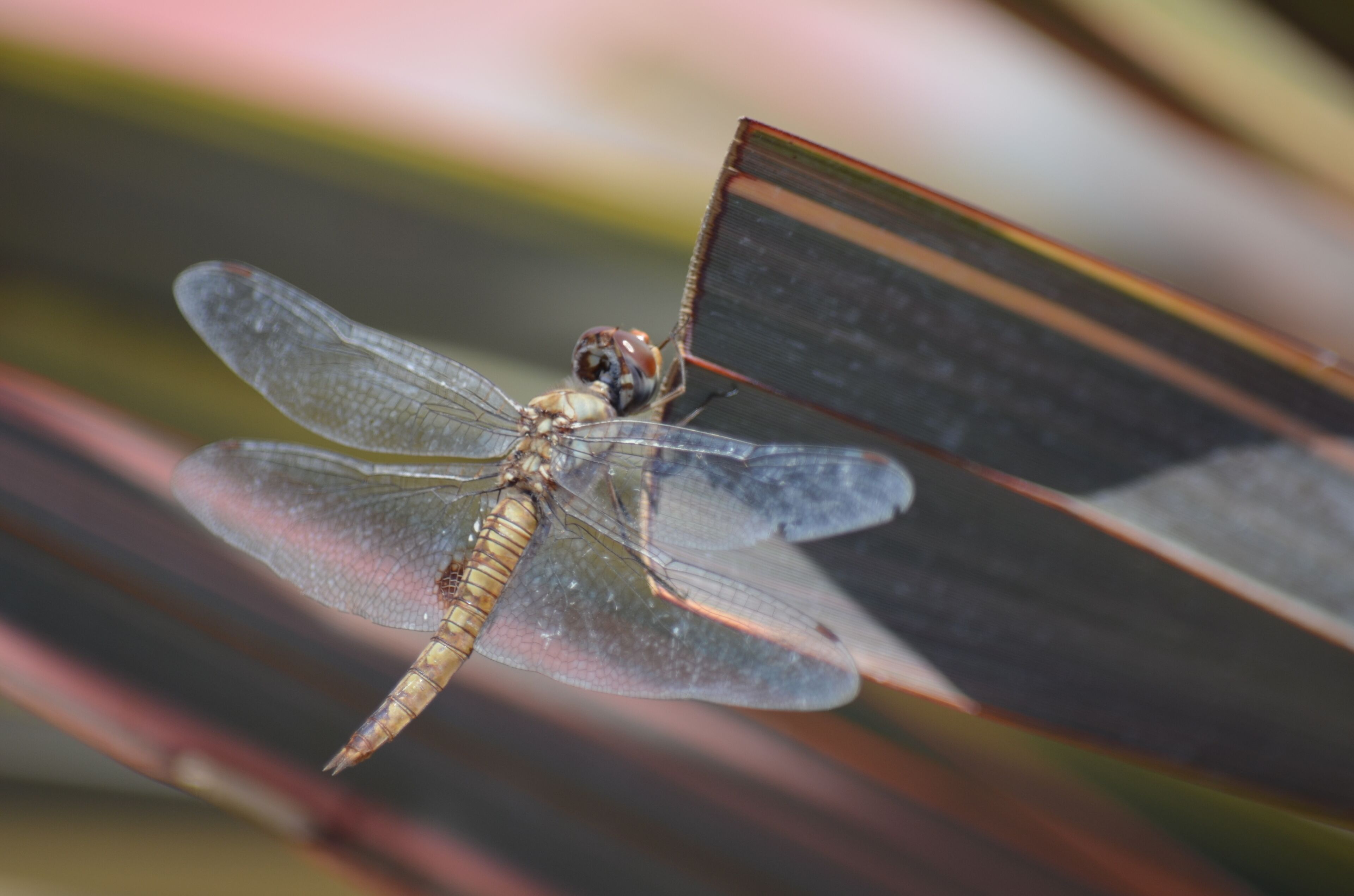 A dragonfly resting on a book.