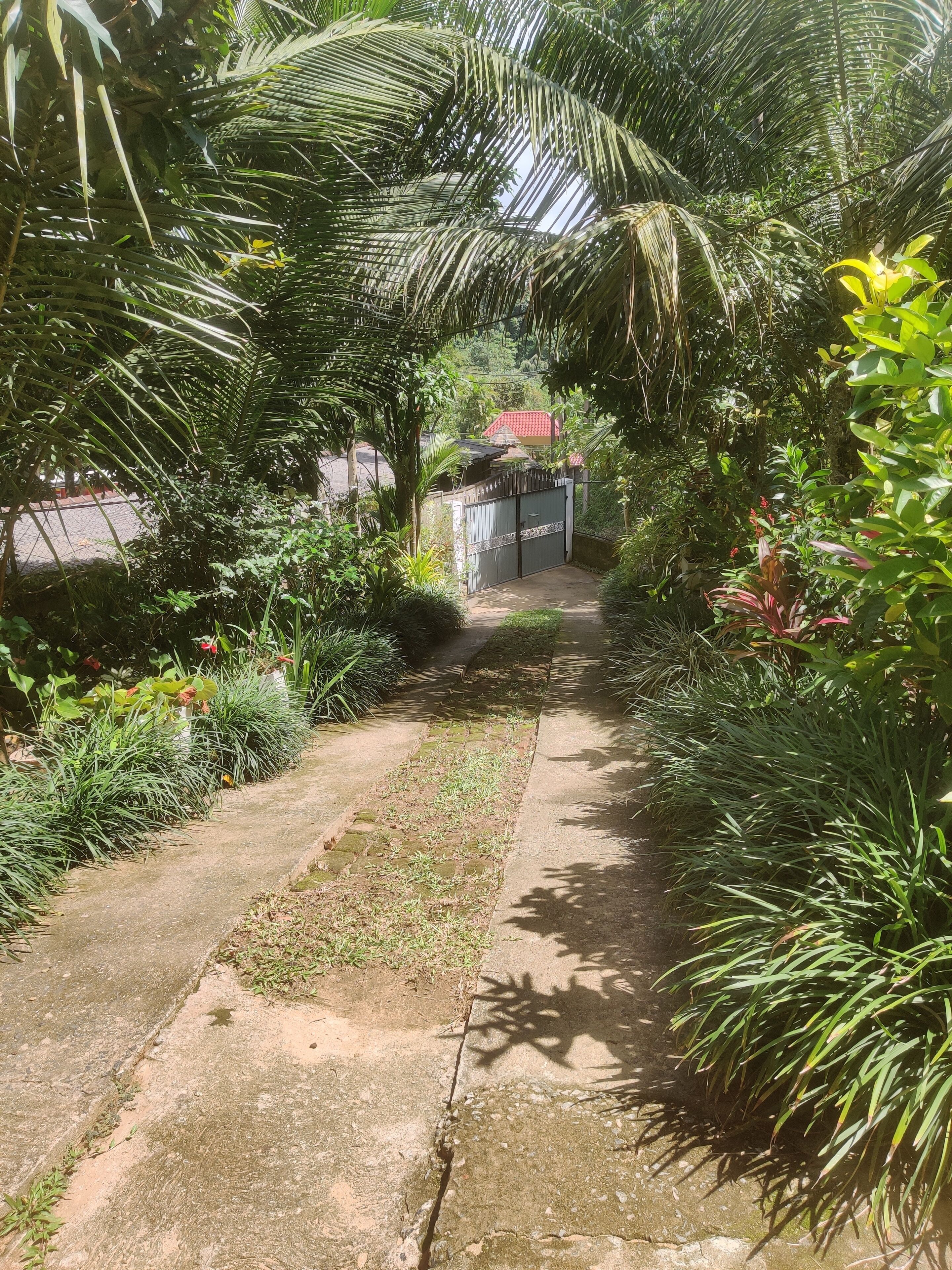 A pathway lined with various plants and a metal gate.
