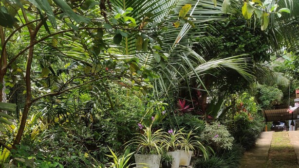 Un chemin de jardin bordé de différents pots de plantes et d’un mur de pierre.