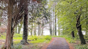A forest path with trees on both sides. - Providing the perfect mix of countryside tranquillity and coastal adventure. (Pinwherry, near Girvan)