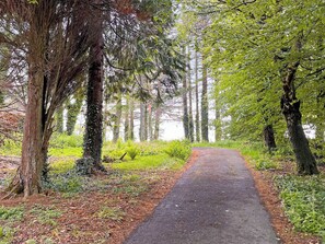 Uma trilha na floresta, com árvores de ambos os lados.