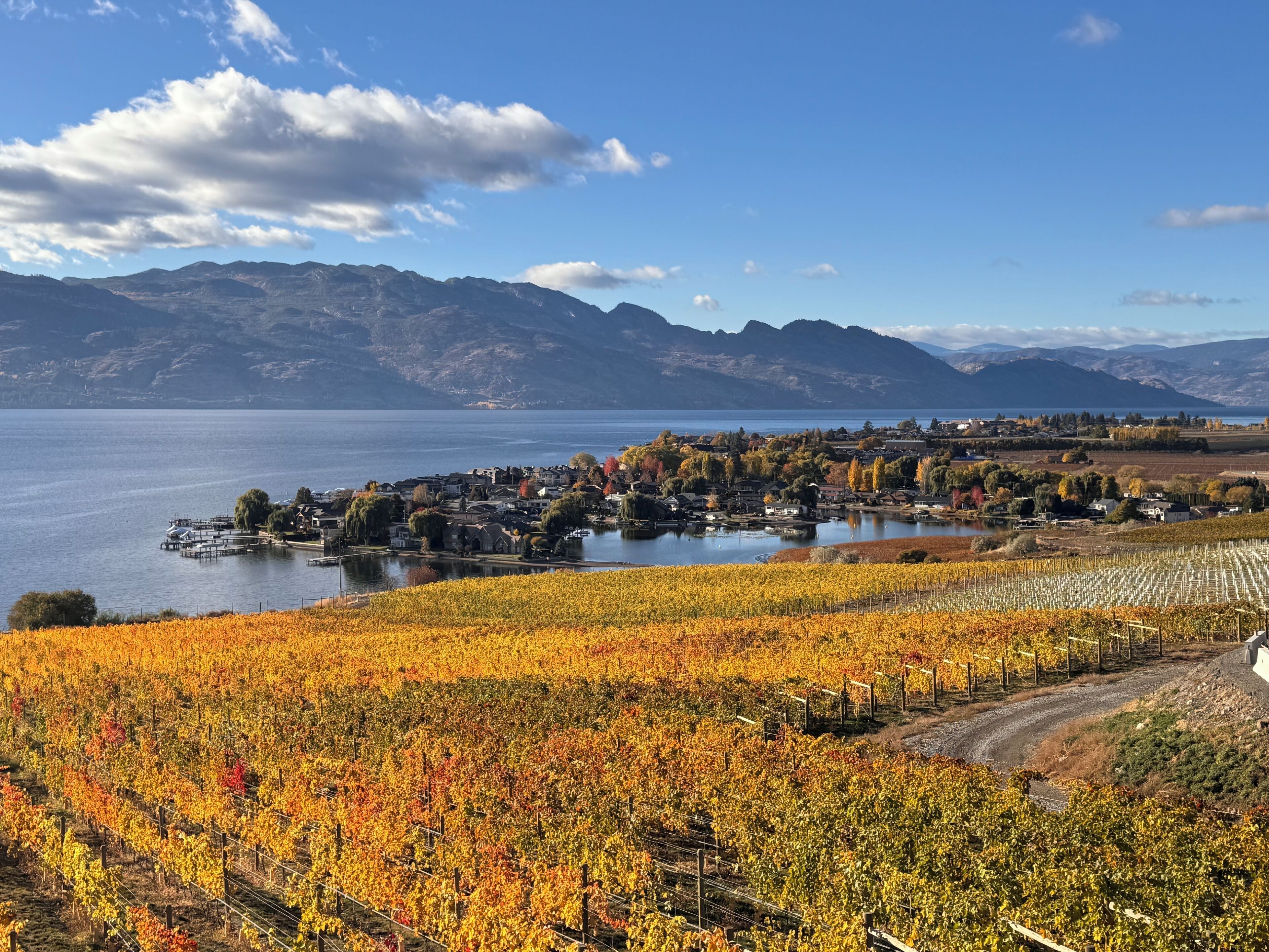 Ein Weinberg mit Rebenreihen und eine kleine Stadt am See, im Hintergrund Berge.