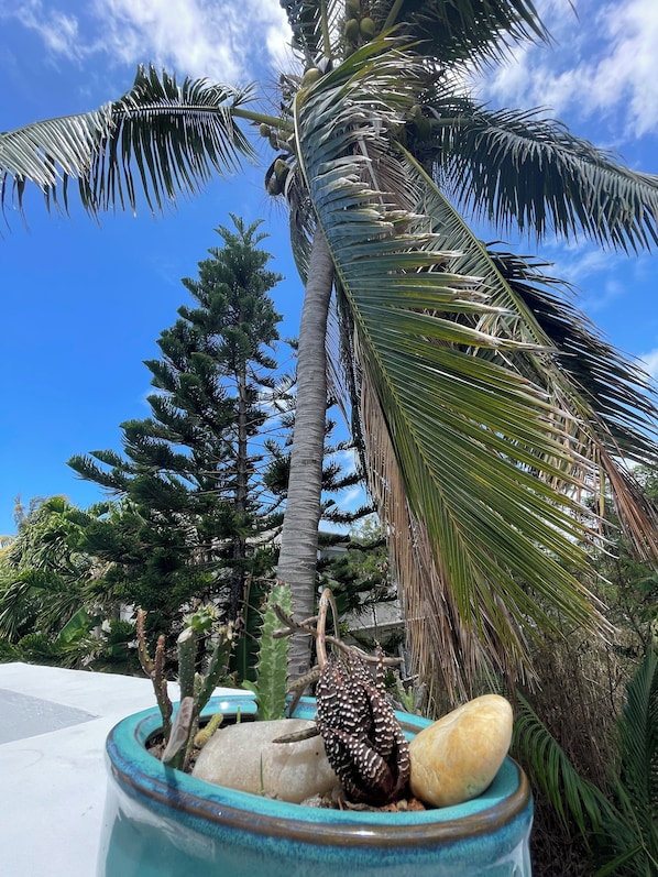 A tropical setting with a palm tree, a cactus, and a decorative stone arrangement.