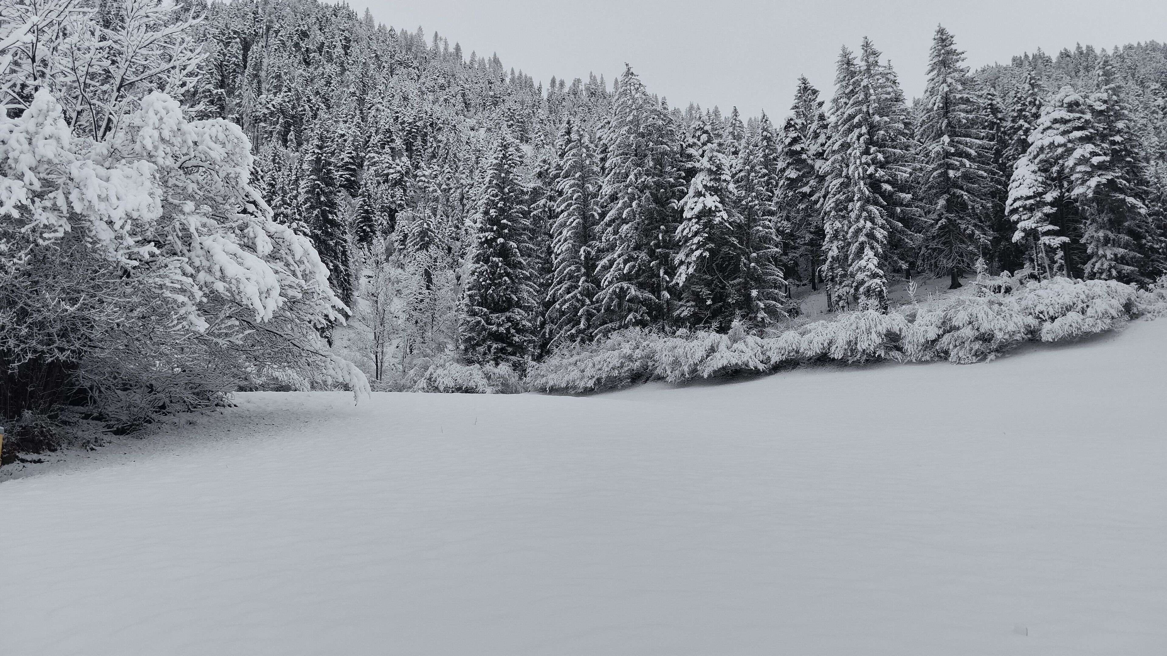 Eine verschneite Waldlandschaft mit dichten Nadelbäumen.