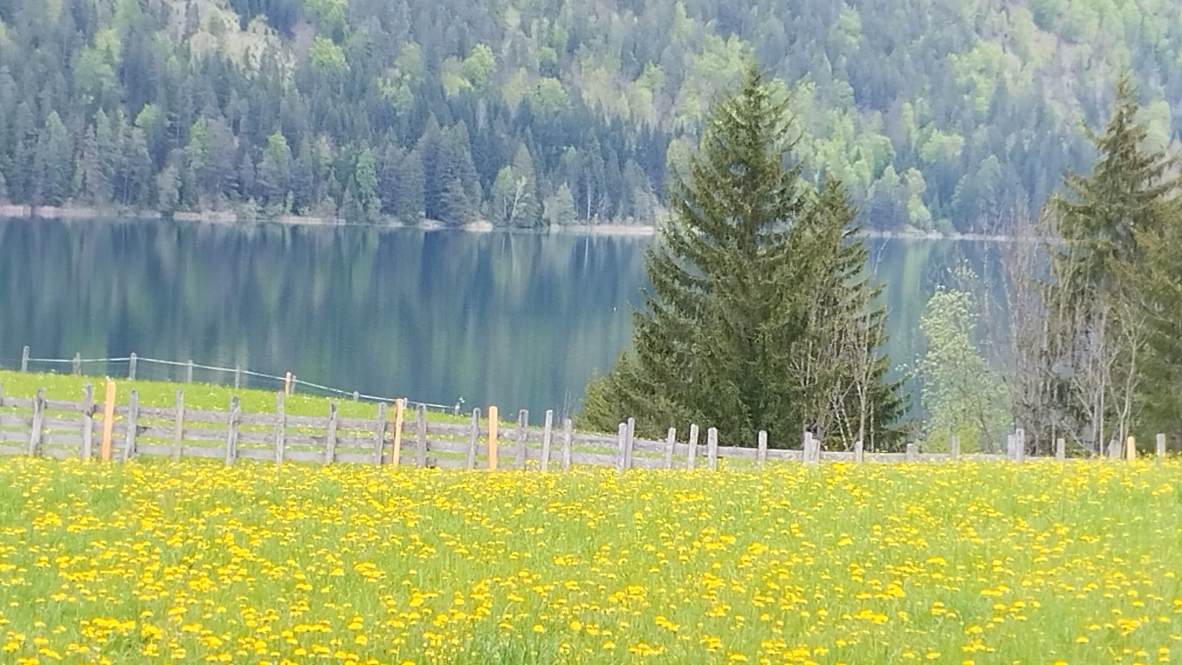 A lake with a wooden fence and yellow flowers in the foreground, surrounded by trees.