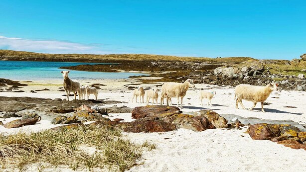 Strand
