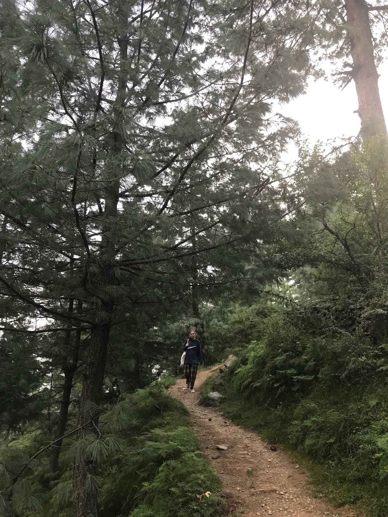 A forested hiking trail with dense trees and a clear path.