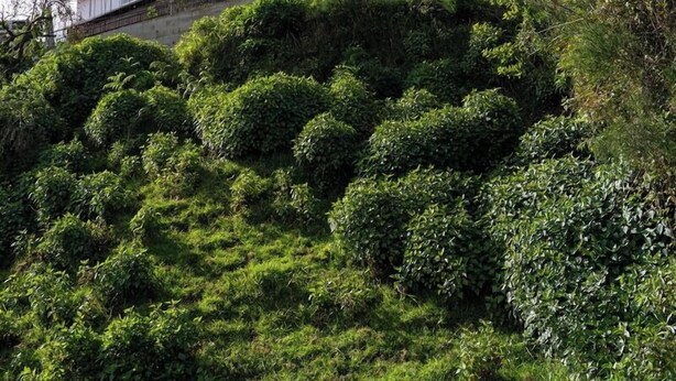 Um edifício moderno com telhado plano e varanda, rodeado por vegetação verde exuberante.